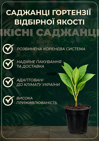 Ексклюзив! Гортензія волотиста біла "Білий гіпноз" (White Hypnose) (морозостійкий сорт) (контейнер P9) - фото 2