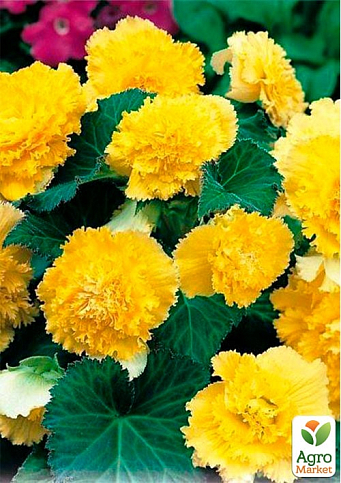 Бегонія "Фімбріата жовта" 1шт