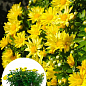 Хризантема Садовая "Yellow Chamomile" (высота 30-50см)