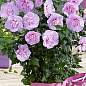 Гибискус сирийский "Lavender Chiffon" С1,5 высота 20-40 см цена