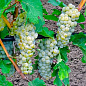 Виноград вегетирующий винный "Йоханитер"  купить
