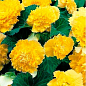 Бегонія "Фімбріата жовта" 1шт