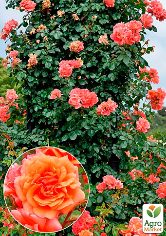 Роза плетистая "Эбав Олл" (саженец класса АА+) высший сорт