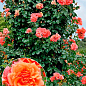 Роза плетистая "Эбав Олл" (саженец класса АА+) высший сорт