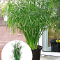 LMTD Пальма Парасолька "Cyperus alternifolius" висота 60-70см