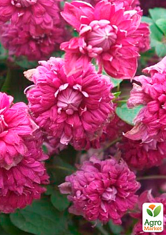 Клематис "Purpurea plena elegans"14
