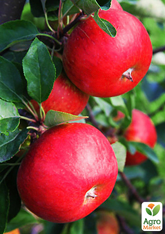 Яблуня "Рубінола" (зимовий сорт, пізній термін дозрівання) - фото 4
