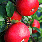 Яблуня "Рубінола" (зимовий сорт, пізній термін дозрівання)