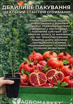 Гранат садовый 2-х летний «Шароли» (высота саженца 40-60см)19