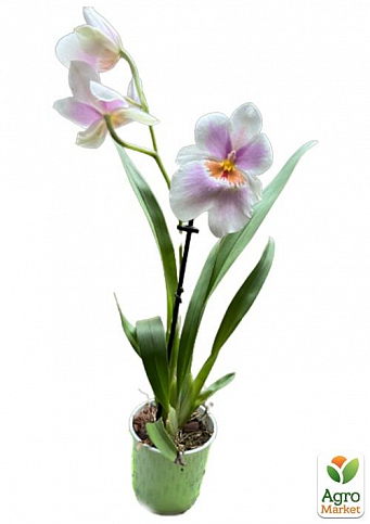 Орхидея Мильтония "Candida" - фото 2