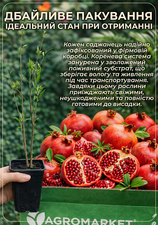 Гранат садовый 2-х летний «Шароли» (высота саженца 40-60см) - фото 3