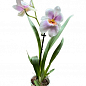 Орхидея Мильтония "Candida" купить