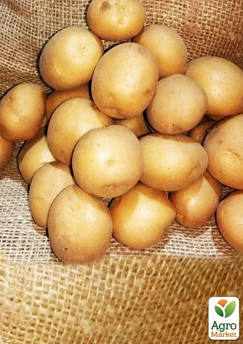 Насіннєва ультро-рання картопля "Коломбо" (на варіння, 1 репродукція) 1кг