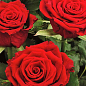 Роза чайно-гибридная "Баркароль" (саженец класса АА+) высший сорт цена