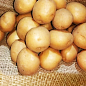 Картофель "Коломбо" семенной ультраранний (на варку, 1 репродукция) 1кг