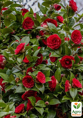 LMTD Камелия цветущая японская 2-х летняя "Eugenia de montijo" (высота 30-40см) - фото 7