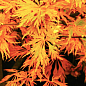 Клен японский плакучий пальмолистный "Emerald Lace"(Acer palmatum Emerald Lace)