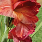 Гладиолус "Mohican" 