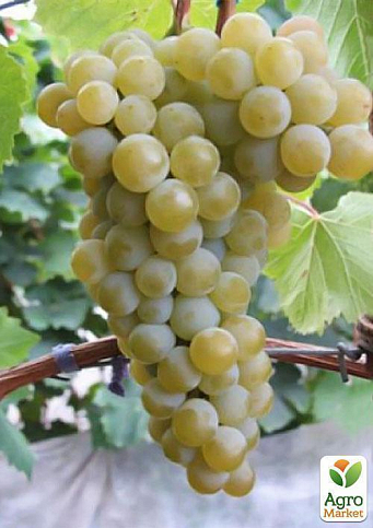 Привитый виноград "Цитрон Магарача" (винный сорт, подвой СО-4, ранне-средний срок созревания, устойчив к заболеваниям) - фото 2