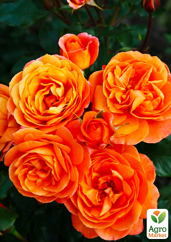 Роза флорибунда "Феникс" (саженец класса АА+) высший сорт
