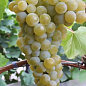 Привитый виноград "Цитрон Магарача" (винный сорт, подвой СО-4, ранне-средний срок созревания, устойчив к заболеваниям) купить