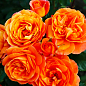Троянда флорибунда "Фенікс" (саджанець класу АА+) вищий сорт