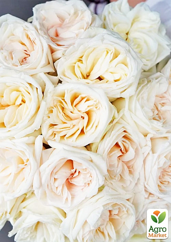 Роза кустовая "Вайт Охара" (саженец класса АА+) высший сорт