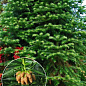 Кунингамия ланцетовидная (Cunninghamia lanceolata)