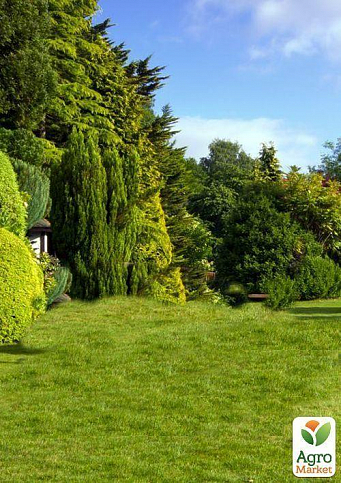 Газонна травосуміш "Англійський сад" ТМ "Сімейний сад" 400г - фото 2
