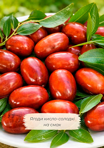 Ексклюзив! Зізіфус (унабі) "Vakhsh (Вахш)" (середній термін дозрівання, високоврожайний сорт) вазон Р9, висота 10-15см - фото 4