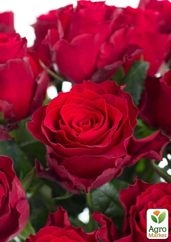 Роза чайно-гибридная "Родос" (саженец класса АА+) высший сорт - фото 2