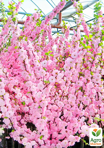 Декоративный Миндаль "Трехлопастной"  - фото 2