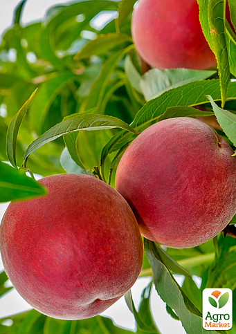 Персик "Фреш Биг" (крупноплодный сорт, поздний срок созревания)