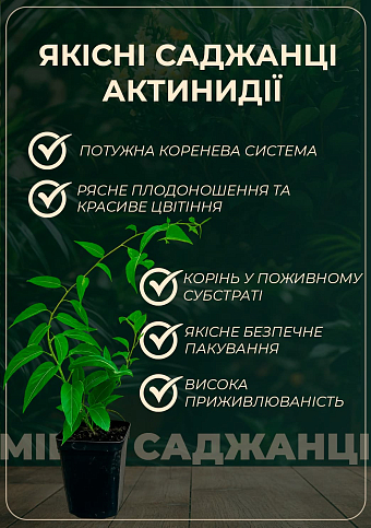 Актинидия "Оригинальная" (мини-киви, морозостойкий сорт, поздний срок созревания)  - фото 2