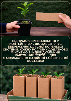 Ексклюзив! Магнолія ніжно-рожева "Алевтина" (Alevtina) (преміальний, хворобостійкий, рясноквітучий)11