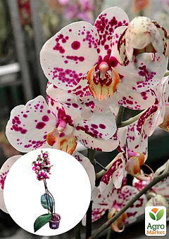 Орхідея (Phalaenopsis) "Leo"3