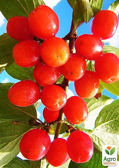 Кизил "Коралловый розовый"1