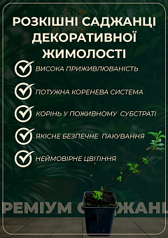 Жимолость "Halliana" (Декоративна, плетиста)28