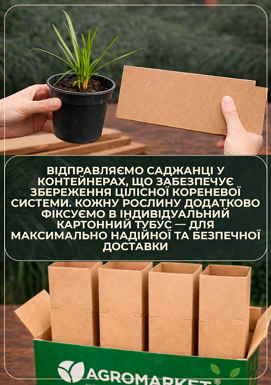 Лиатрис колосковый "Kobold" вазон С2