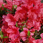 Рододендрон комнатный "Red" 