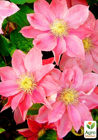 Клематис "Little Mermaid"