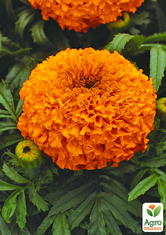 Бархатці (Тагетес) "Antigua Orange"2