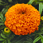 Бархатцы (Тагетес) "Antigua Orange" 