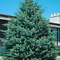 Ель канадская густая "Densata" (Чёрная Ель) горшок P9