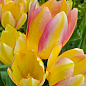 Тюльпан "Antoinette" (многоцветковый) 