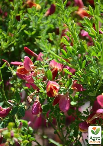 Ракитник 3-х летний "Goldfinch" вазон С4