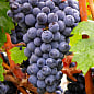 LMTD Виноград "Cabernet Franc" (сортовой, укорененный)
