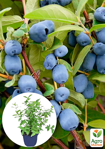 Жимолость 2х-летняя "Блю Треже" (средний срок созревания, высокоурожайный, ароматный сорт) С2
