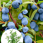 Жимолость 2х-летняя "Блю Треже" (средний срок созревания, высокоурожайный, ароматный сорт) С2