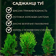 Туя західна "Spiralis Mini" С3, висота 30-40см 